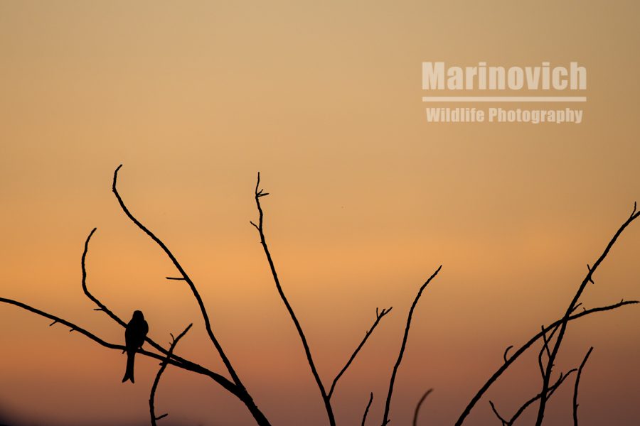 "Fork-tailed Drongo - Marinovich Wildlife Photography"