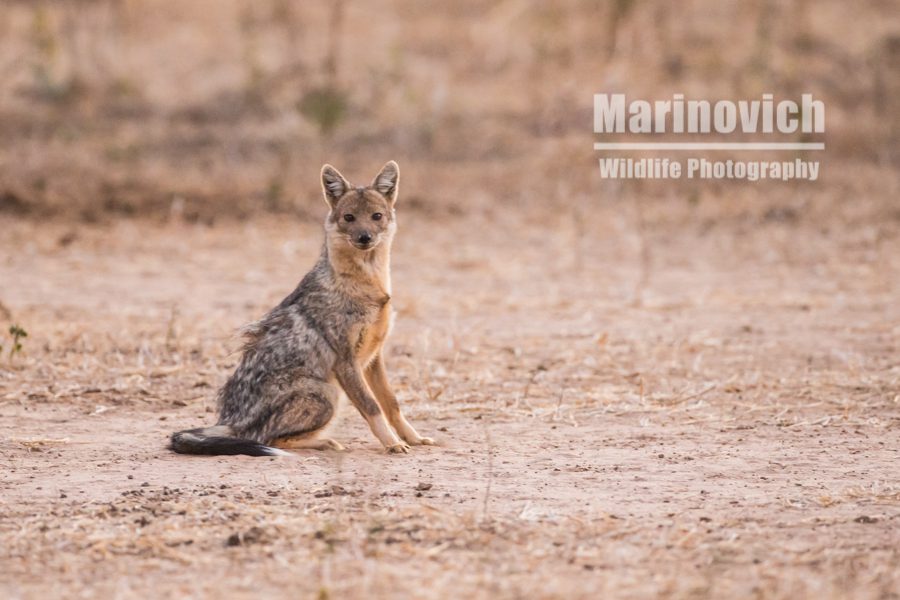 "Side-striped Jackal - Marinovich Wildlife Photography"