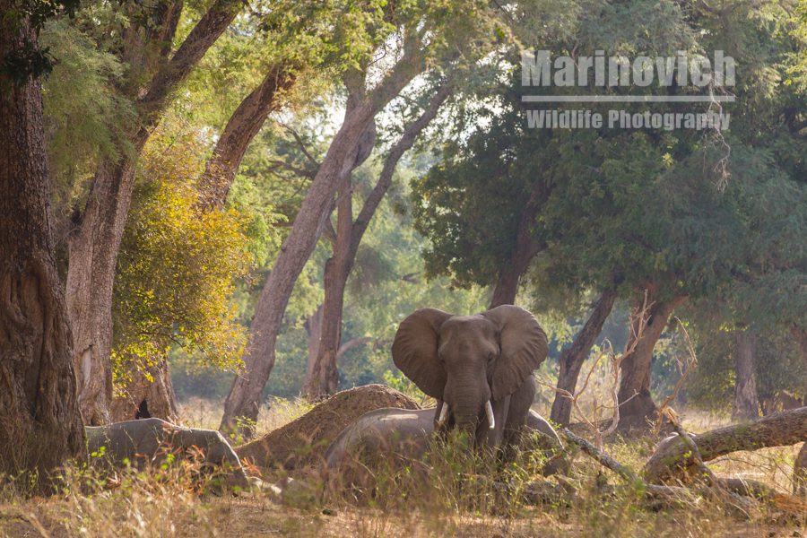 "Elephants in the old forest Mana Pools - Marinovich Wildlife Photography"