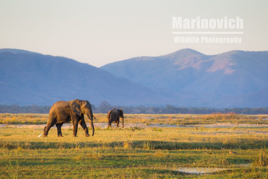 "Zambezi River Plains Elephants - Marinovich Wildlife Photography"