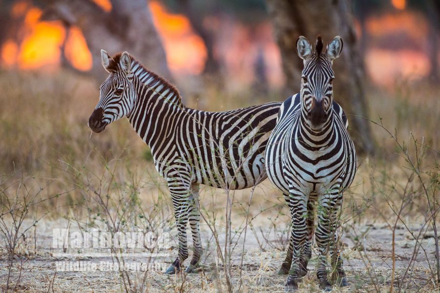 "Burchell's Zebra in Mana pools - Marinovich Wildlife Photography"