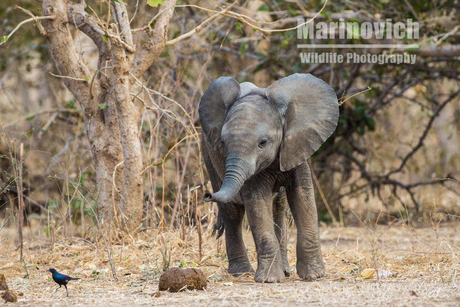 "Elephant calf in Mana Pools - Marinovich Wildlife Photography"