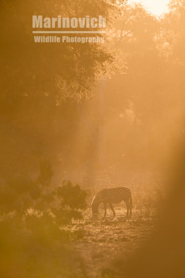 "Zebra in Mana Pools - Marinovich Wildlife Photography"