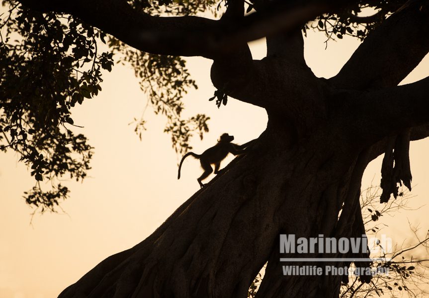 "Chacma baboon playing - Marinovich Wildlife Photography"