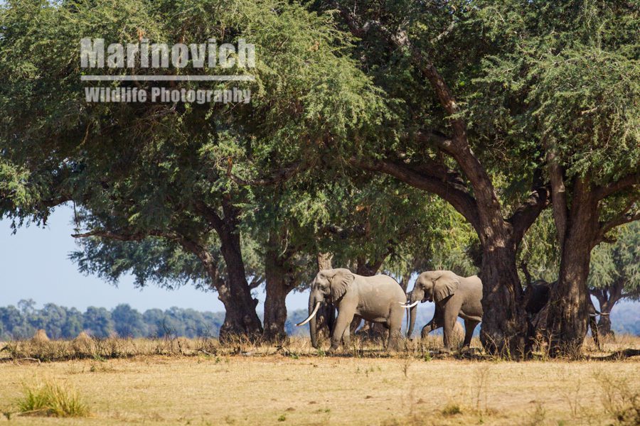 "Boswell - Marinovich Wildlife Photography"