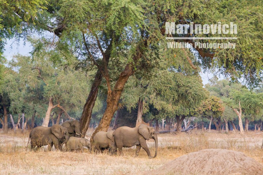 "Mana Pools Elephant herd - Marinovich Wildlife Photography"