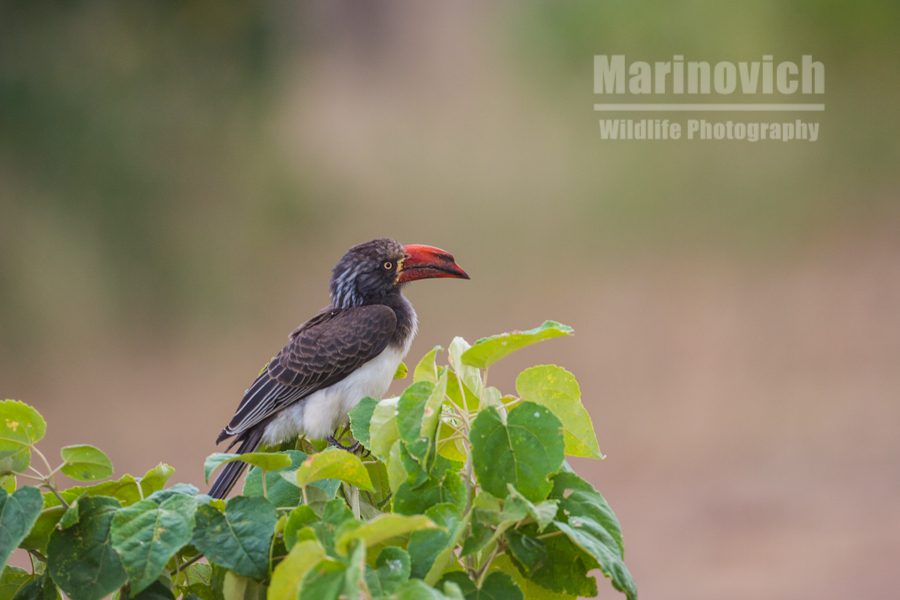 "Crowned Hornbill - Mana Pools - Marinovich Wildlife Photography"
