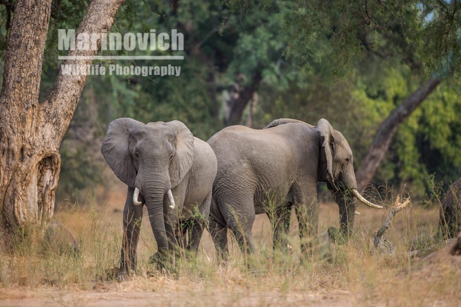 "Elephants in the forest - Marinovich Wildlife Photography"