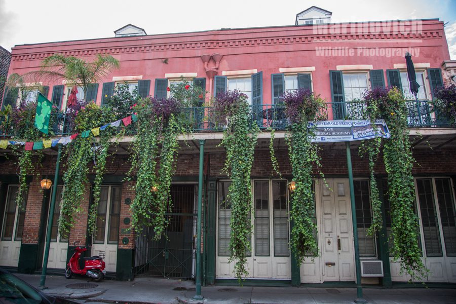 "Hanging ivy - New Orleans"