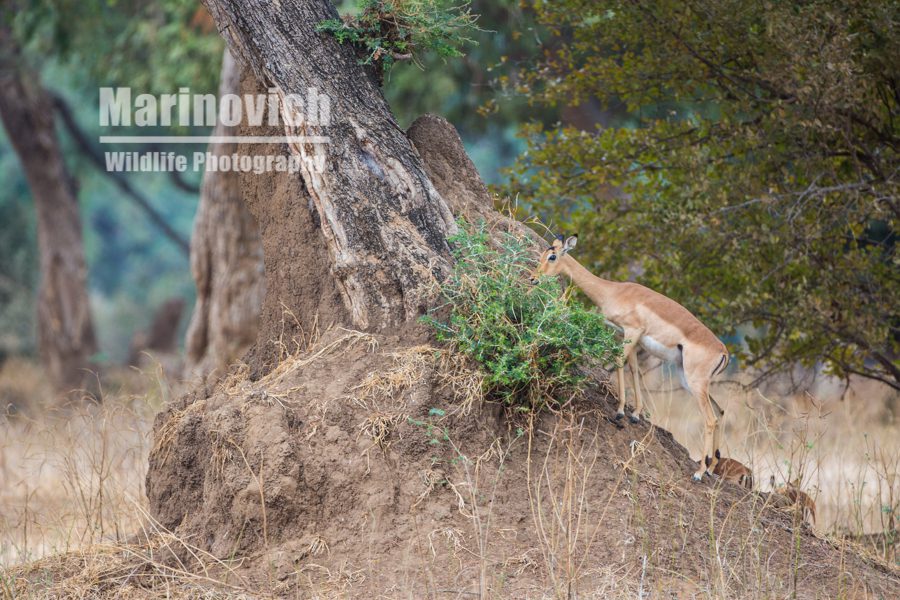 "Impala - Marinovich Wildlife Photography"