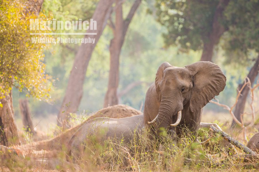 "Elephant in Mana Pools - Marinovich Wildlife Photography