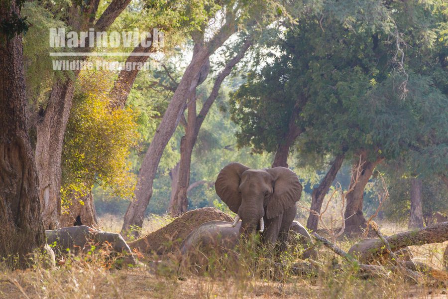 Elephants of Mana Pools - Zimbabwe"