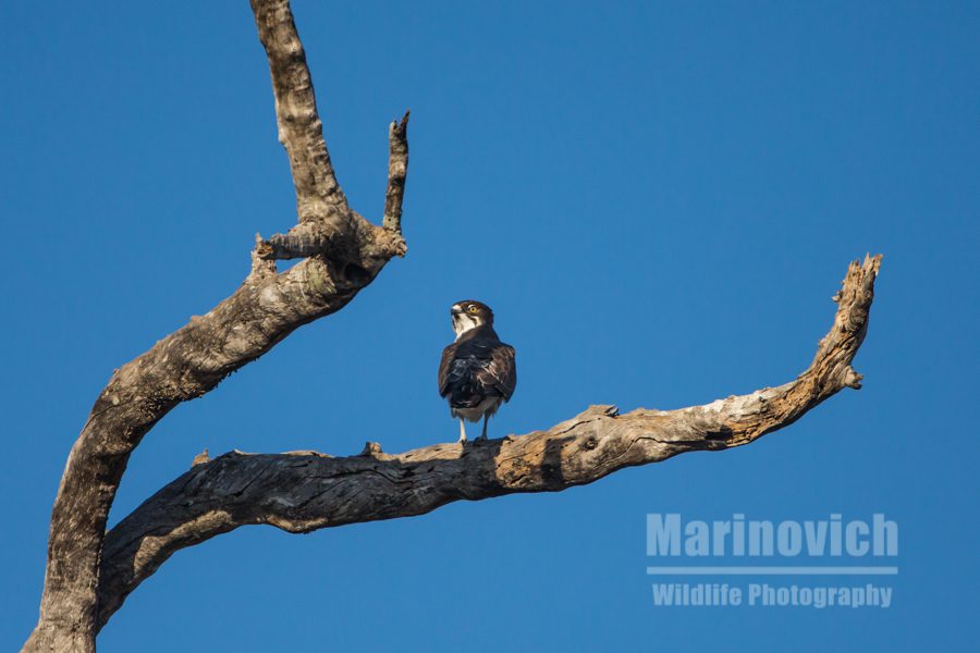 "Bat Hawk - Mana Pools - Marinovich Wildlife Photography"