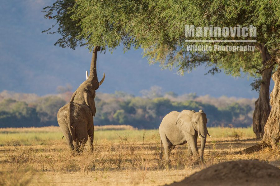 Stretch - Marinovich Wildlife Photography"