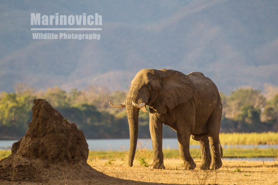 "Africa's finest elephants - Mana Pools"