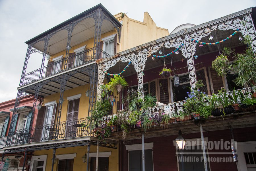 "Balcony overload - New Orleans"