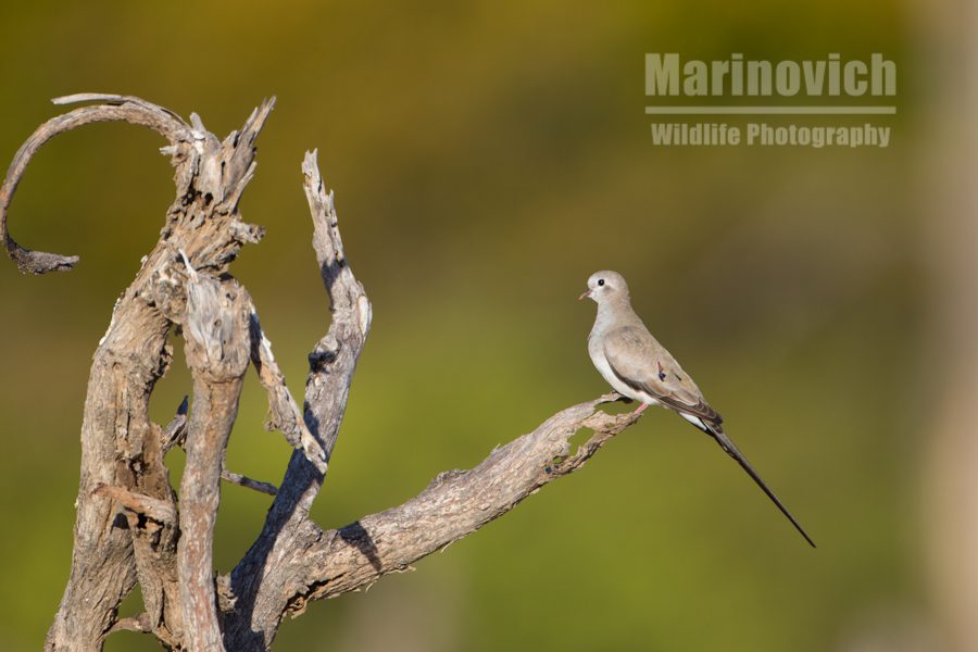 "Namaqua Dove - Marinovich Wildlife Photography"