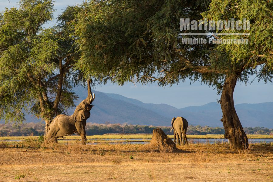 "The big reach - Marinovich Wildlife Photography"