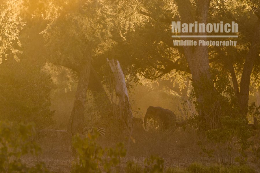 "A mythical elephant - Marinovich Wildlife Photography"