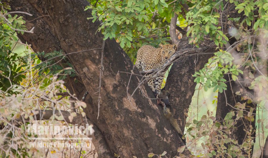 "Leopard on a kille- Marinovich Wildlife Photography"