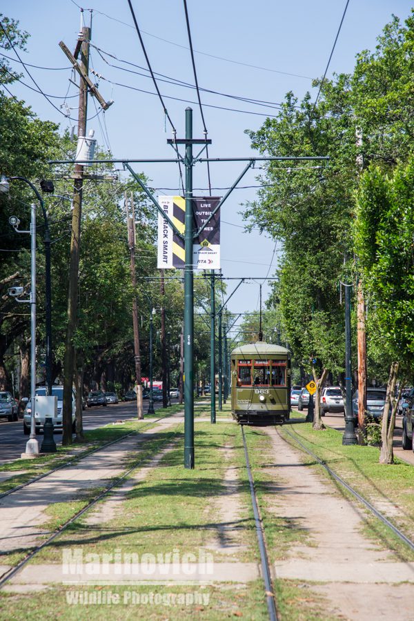 "Streetcar - New Orleans"