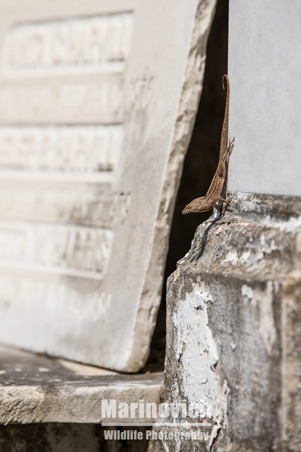 "Lafayette Cemetery resident- New Orleans"