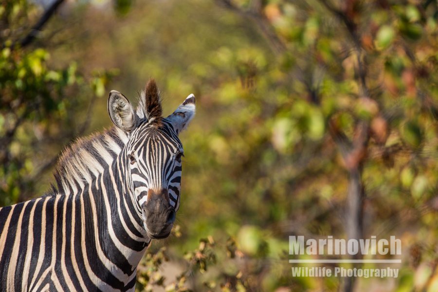 “Mopane Tree – Kruger National Park – Marinovich Photography”
