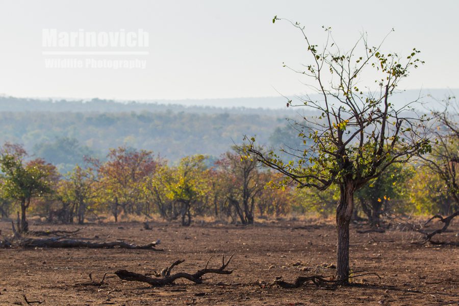 "Varying landscapes in the Mopane thicket "