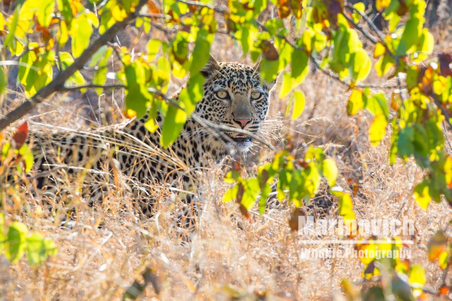 "Mopane beauty - African Leopard - Marinovich Photography”