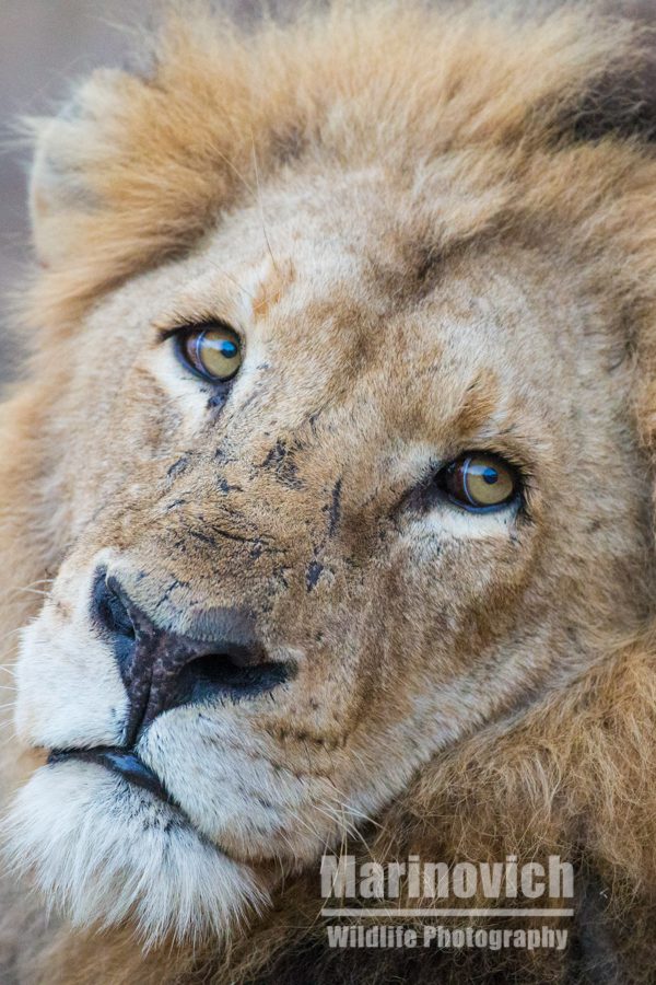 "African Male Lion - Marinovich Wildlife Photography"