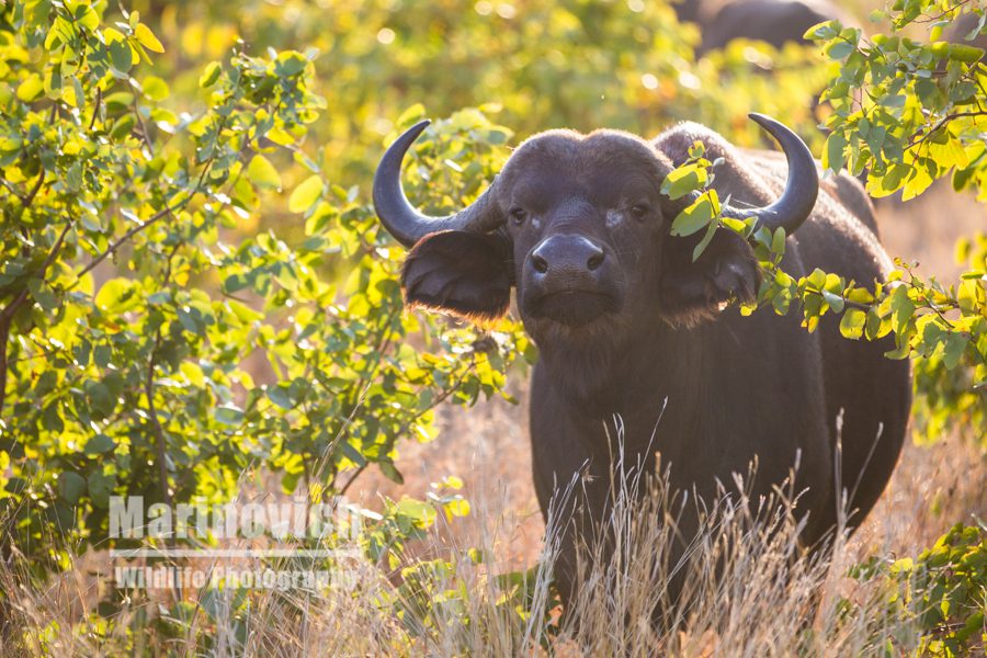 "Curious African buffalo - Marinovich Photography”