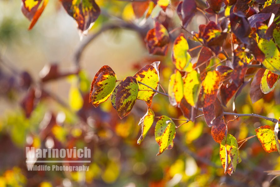 "Mopane Leaves - Marinovich Photography”