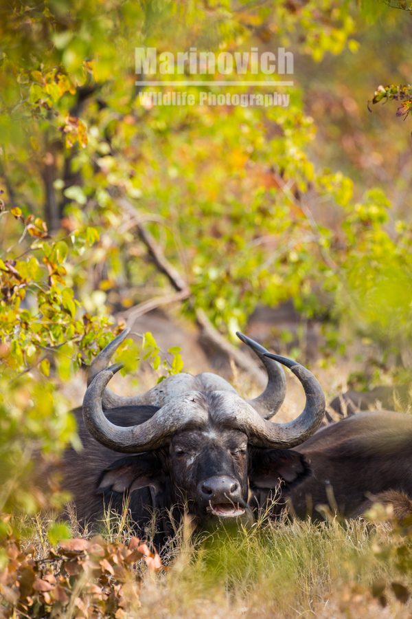 "Resting African Buffalo - Marinovich Photography”