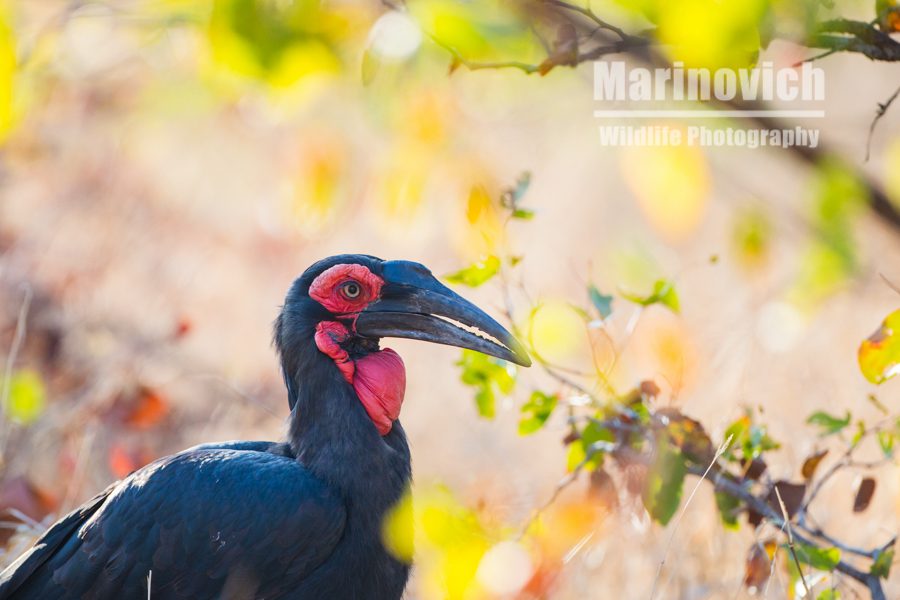 "Feeding Ground Hornbill - Marinovich Photography”