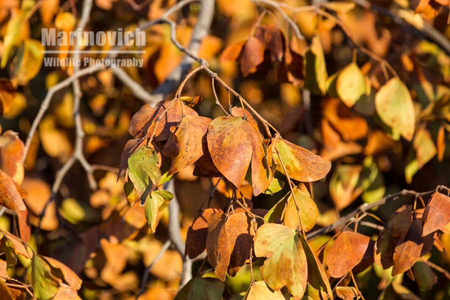 "Dying leaves - Marinovich Photography”