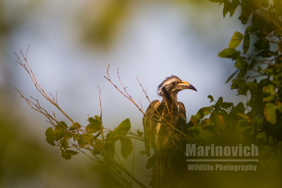 "Grey Hornbill - Marinovich Wildlife Photography"