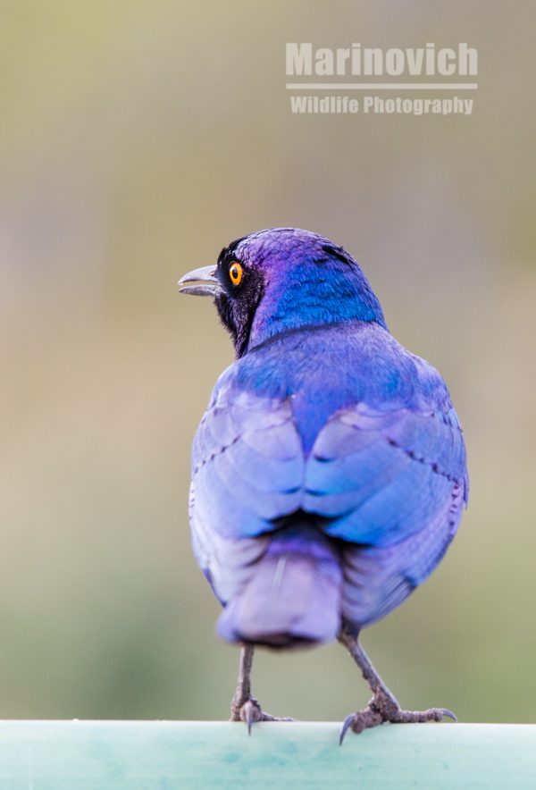 "Greater blue-eared Starling - Marinovich Wildlife Photography"