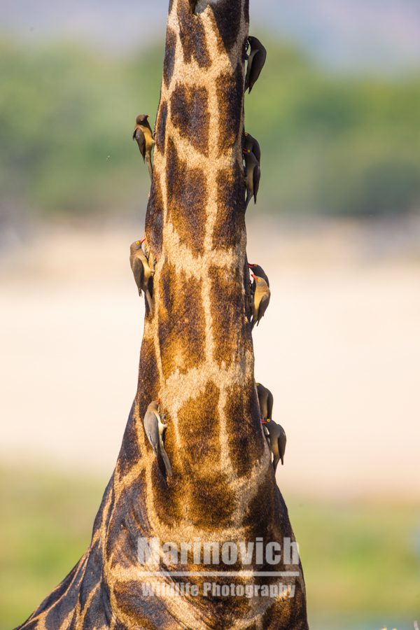 "Giraffe and Oxpeckers -Marinovich Wildlife Photography"