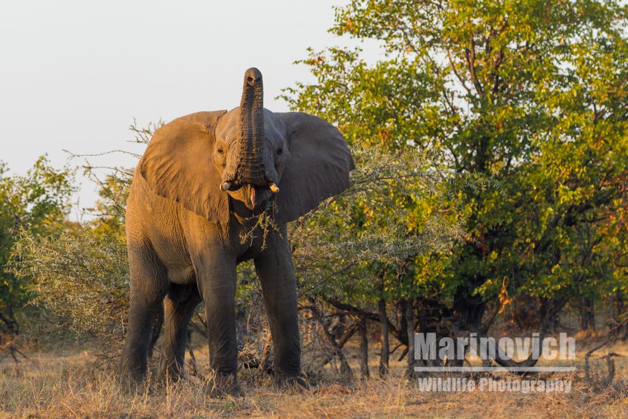 "elephant smelling the air - Marinovich Wildlife Photography"
