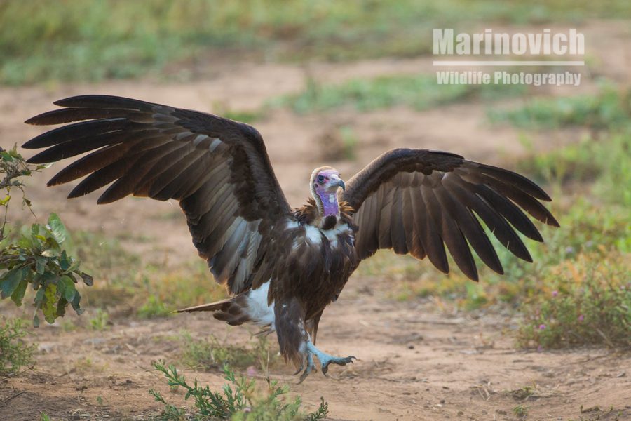 "Hooded Vulture landing - Kruger Park"
