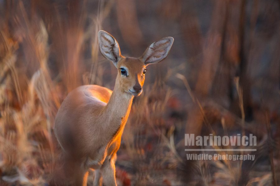 "steenbok - Marinovich Wildlife Photography"