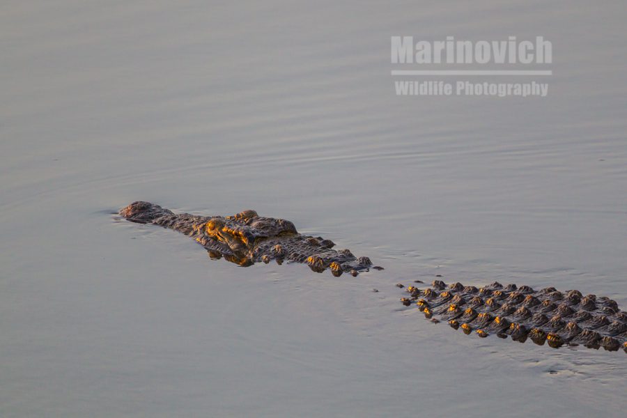 "African crocodile hunting - Kruger National Park"