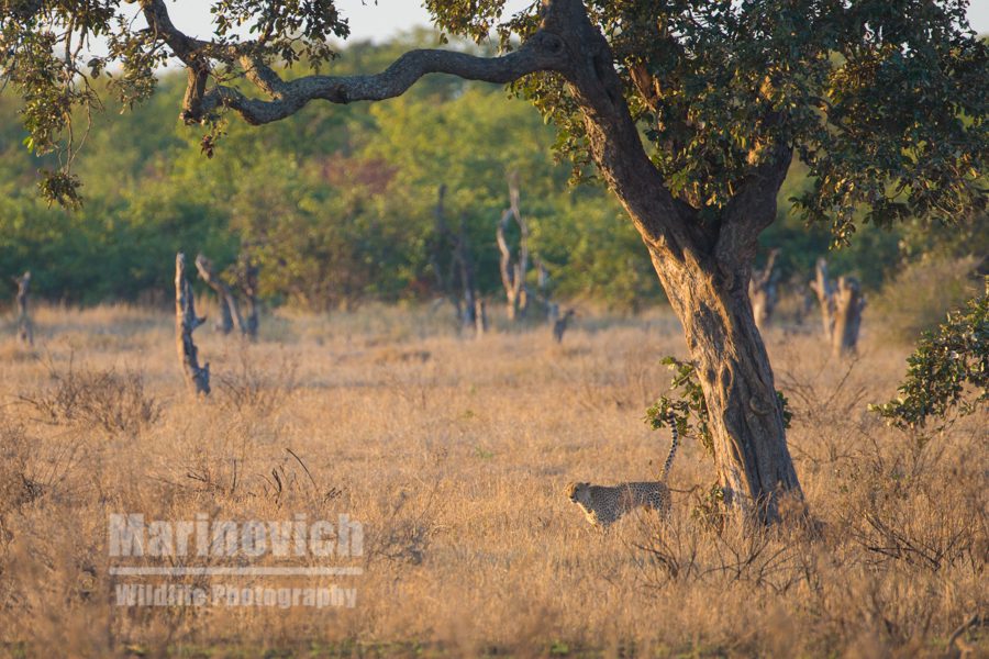 "Cheetah scent marking - Marinovich Wildlife Photography"