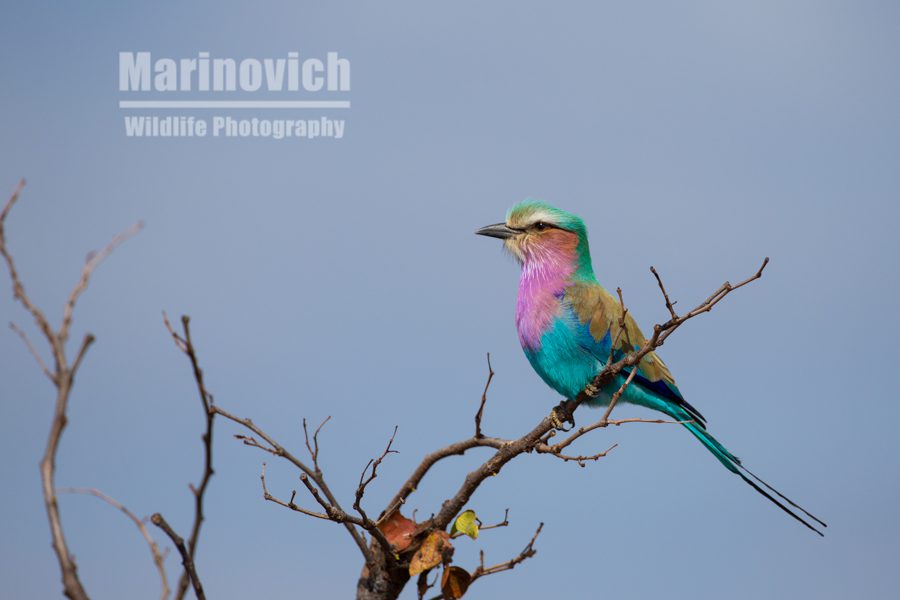 "Lilac Breasted Roller - Marinovich Wildlife Photography"