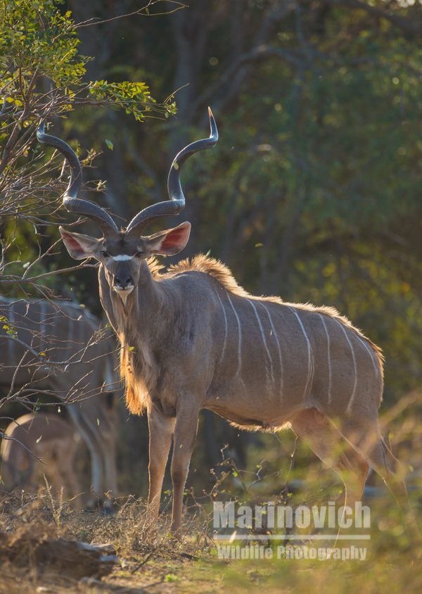 "Male Kudu - Kruger National Park"