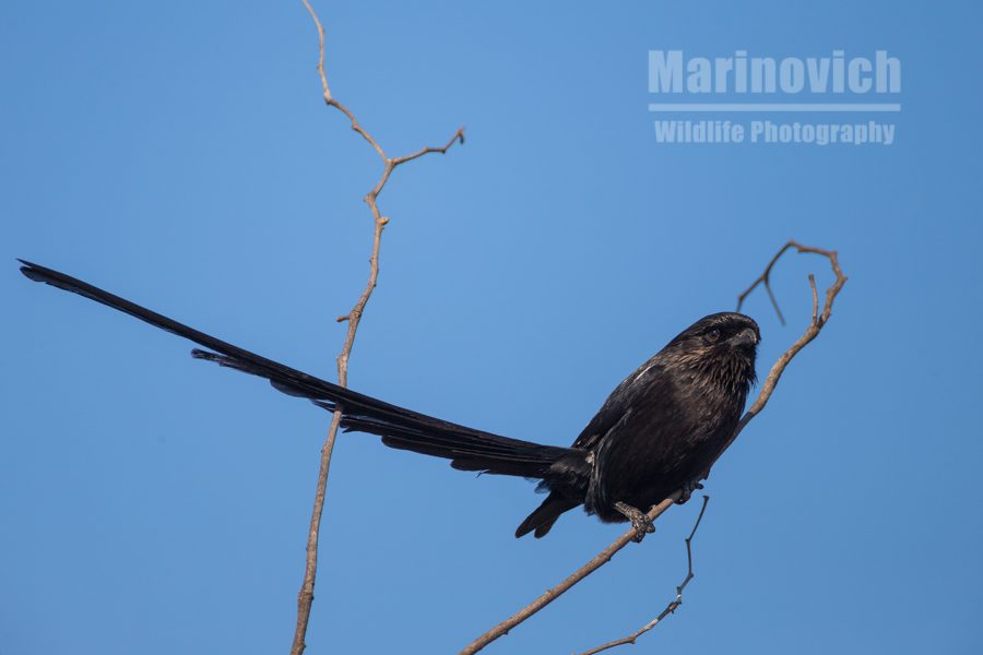 "Magpie shrike - Marinovich Wildlife Photography"