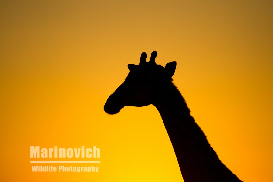 "Giraffe Silhouette - Marinovich Photography"