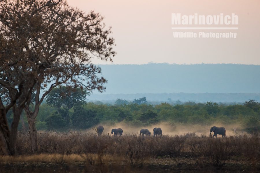 "Dusty elephant dawn - Kruger Park"
