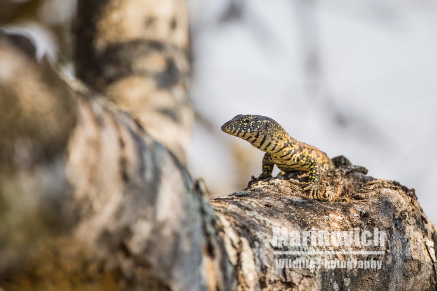 "Young water monitor - Kruger National Park"
