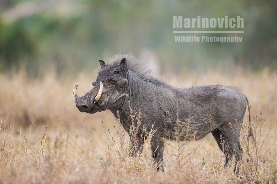 "Warthog - Marinovich Wildlife Photography"